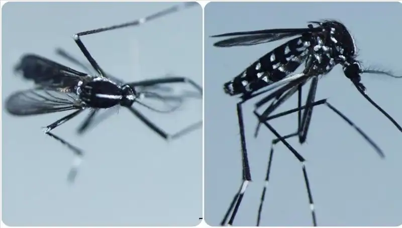Chikungunya Virüsü: Nedir, Belirtileri Nelerdir ve Hangi Ülkelerde Görülüyor?