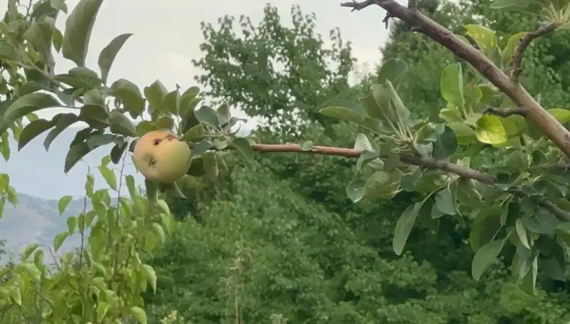 Bu Yıl Sadece Bir Çürük Elma Yetişti: Tarımda Yüzyılın Krizi