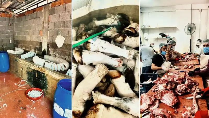 Adana'da Şok Eden Paça Ele Geçirildi! Yüzlerce Kilo Mide Bulandırdı
