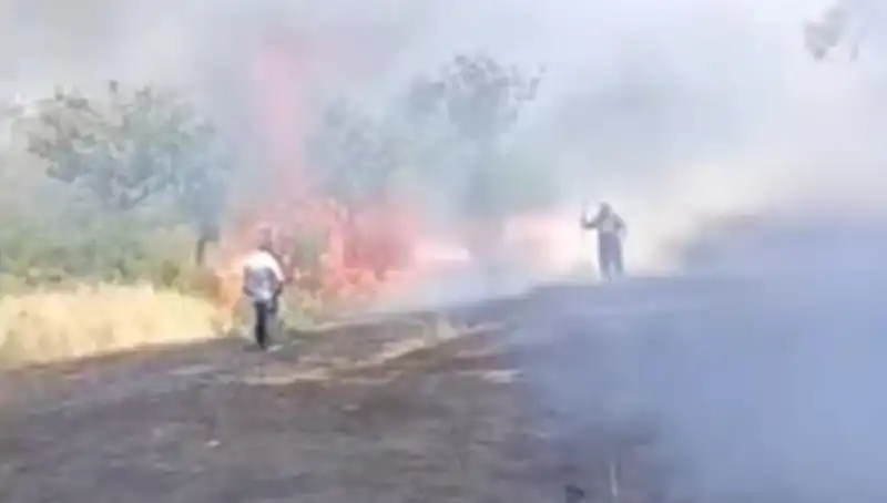Çay Üreticileri Dikkat! Ateş Fıstık Ağaçlarına Zarar Verdi