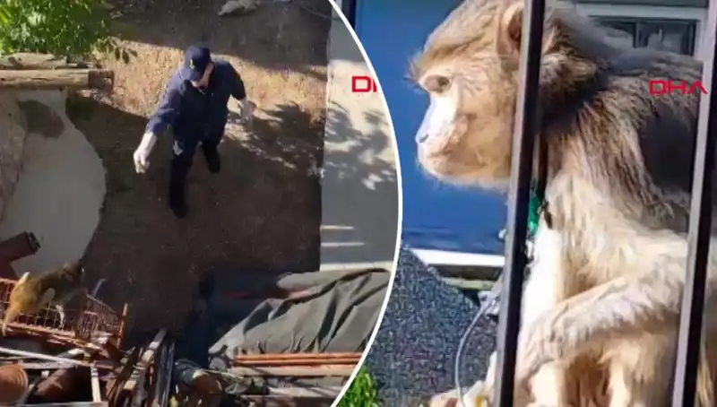 Muğla'da Renkli Bir Olay: Maymun Mahalleyi Sardı!