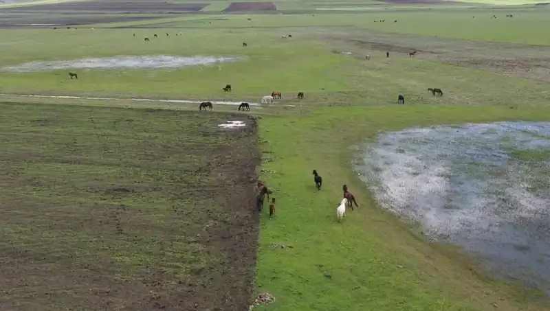Kars’ın Doğal Güzelliklerinde Yılkı Atları: Doğa ile Özdeşleşen Bir Görüntü