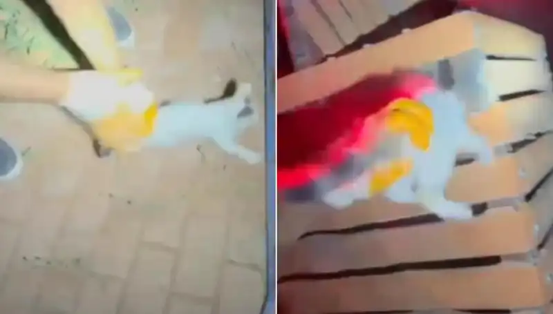 Gece Yarısı İtfaiyeden Kedi Kurtarma Operasyonu: Şaşırtıcı Detaylar