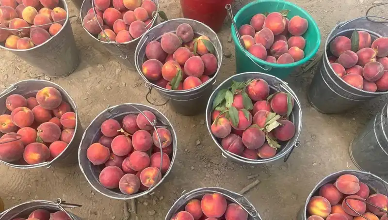 Hasat Sezonu Açıldı: Çiftçilerin Yüzü Gülüyor, Fiyatlar Kilogramda 100 Liraya Ulaştı!