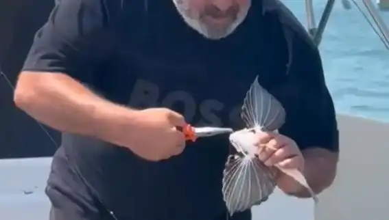 Saros’ta Nadir Görülen Kırlangıç Balığı Oltaya Takıldı: Balıkçıların Yüzünü Güldürdü