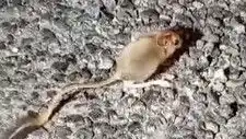 Tunceli'ye Gelene Kadar Gördüğünüz Hiçbir Şey Gibi Değil: Arap Tavşanı!