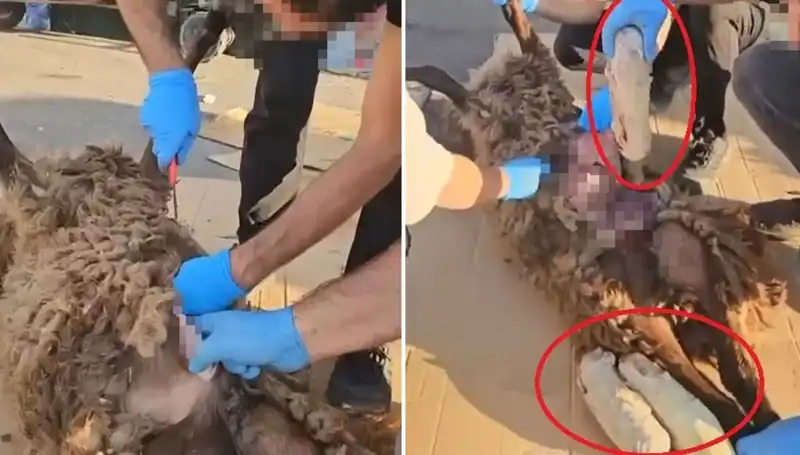 Ölü Koyunun Karnından Çıkanlar: Zehir Tacirlerinin Şok Eden Oyunu
