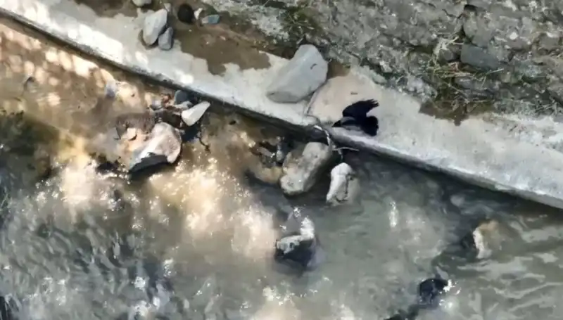 Karga ve Yılanın Görülmemiş Kapışması: Doğada Hayatta Kalma Mücadelesi