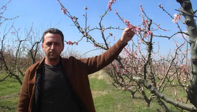 Çiçek Açan Ağaçlar Don Vurmasıyla Mahvoldu! Beklenmedik Etki!