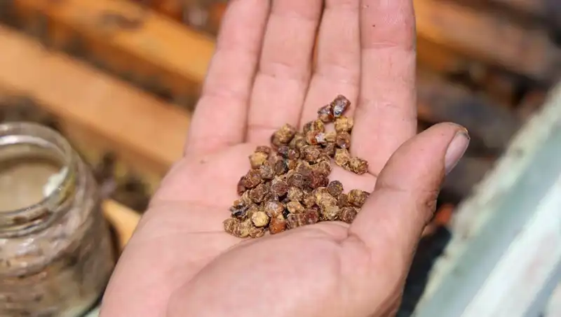 Çöpe Giden Besinler Artık Değerli: Kilosu 3 Bin TL’den Satılıyor