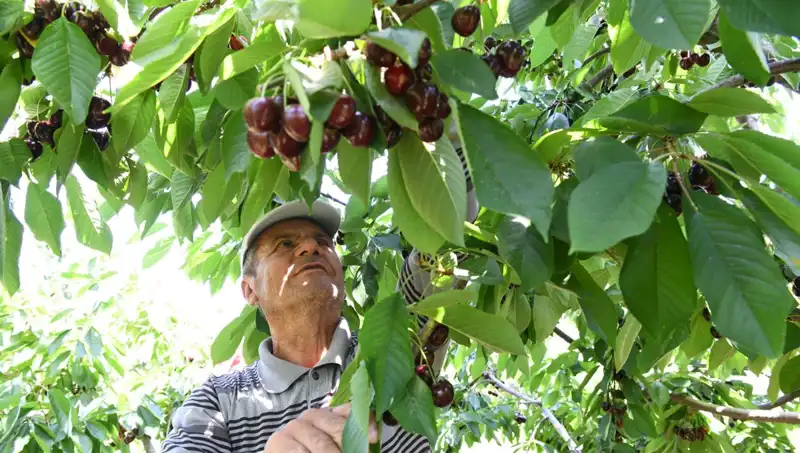 Lapseki'nin Dev Domatesi, Çay Bardağına Sığmıyor!