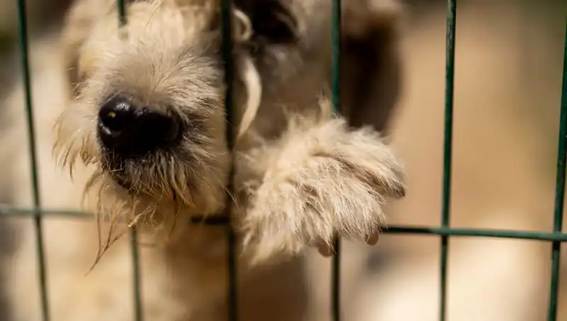 İş Stresi, Sevimli Dostlarımızı da Vuruyor: Köpeklerde Stres Belirtileri