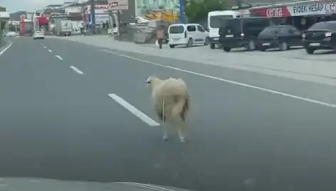 Yalova'da Kaçan Kurbanlık Hayvan Trafiği Altüst Etti