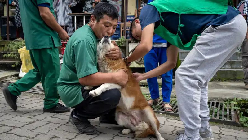 Filipinler'de Kuduz Alarmı: 2024’te 426 Can Kaybı Yaşandı