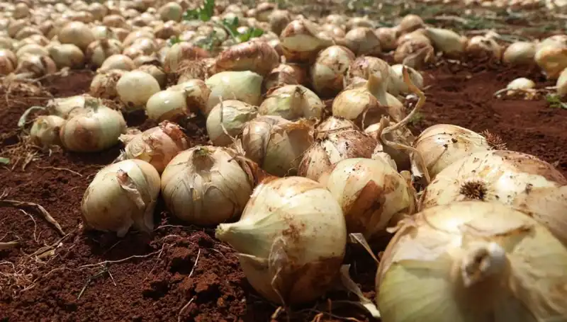 Hatay'da Soğan Hasadı Başladı: Çiftçiler Yüzde 100 Rekolte Bekliyor