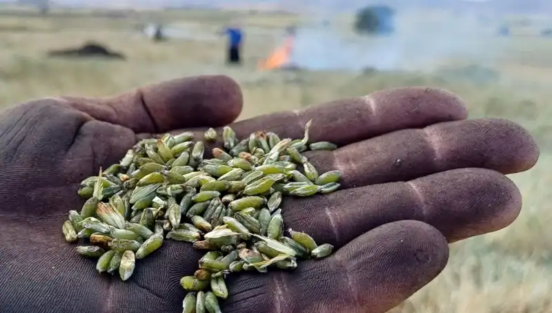 Firik Sezonu Türkiye’nin Tadı: Nefis Lezzetler ve Sağlık Faydaları