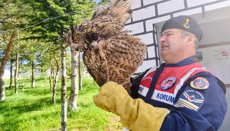 Dikenli Tellere Takılan Puhu Hayata Döndürüldü: Kurtarma Hikayesi