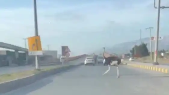 Trafikte Deve Kuşu Görülmesi Şehri Sarsan Bir Olay!