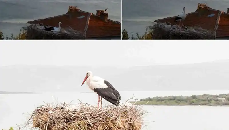 Leylek Yaren'in Depremi Hissetmesi: Doğa ile Uyumun Sırları