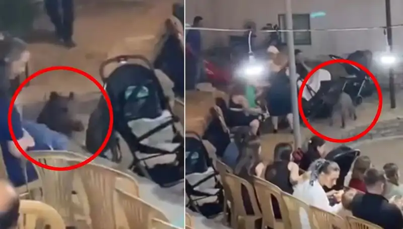 Yaban Domuzu Düğün Sahnesine Dalınca Eğlence Yerini Paniğe Bıraktı