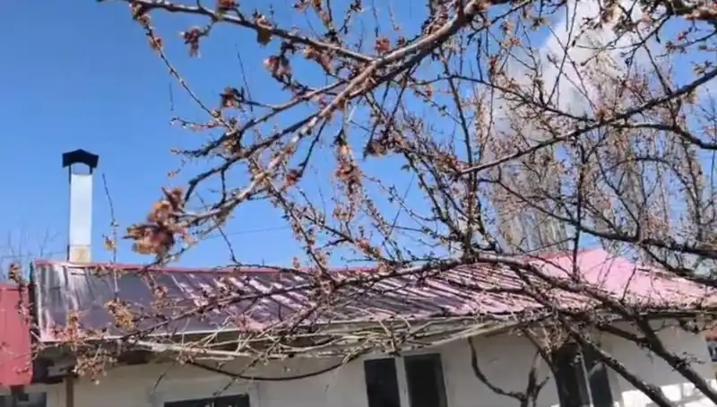 Dondurucu Soğuk Kayısı Hasadını Tehdit Ediyor: Üreticiler Alarmda