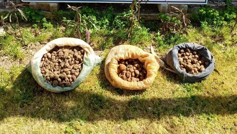 10 Kilo Salep Toplayan Çift, Konya'da Suçüstü Yakalandı!