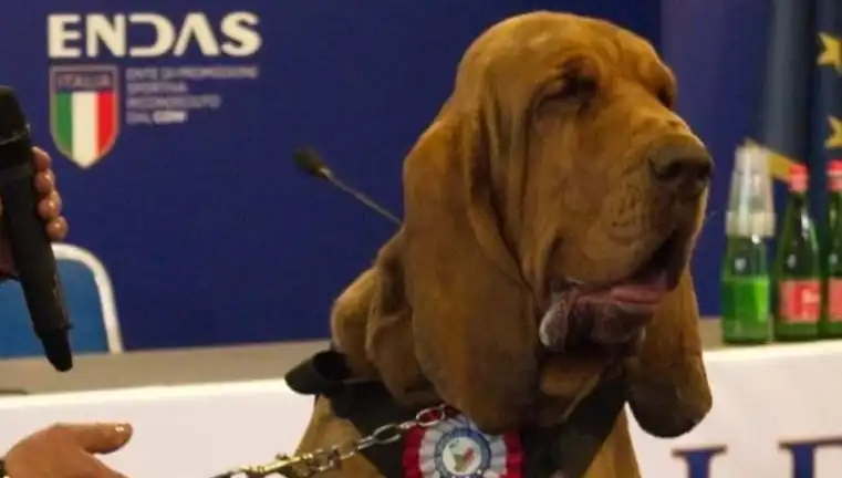 Arama Köpeğine Yapılan Çivili Sosisli Saldırı Şok Edici Detaylar Sunuyor