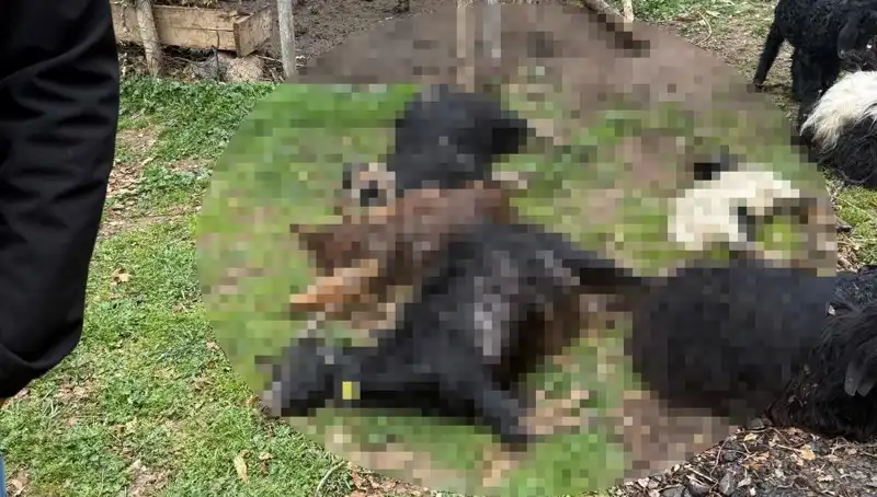 Sahipsiz Köpekler, 18 Keçiyi Telef Ederek Tarım İşletmelerini Zora Soktu